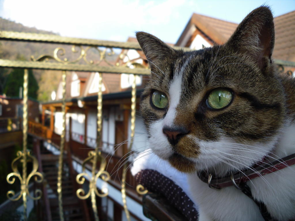 Cingjing Vienna Pleasance Cottage เหรินอ้าย ภายนอก รูปภาพ